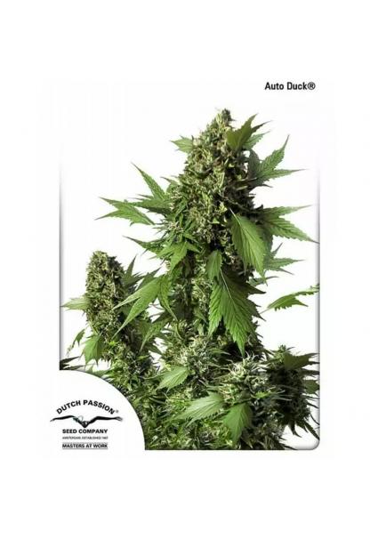 AUTO DUCK ®