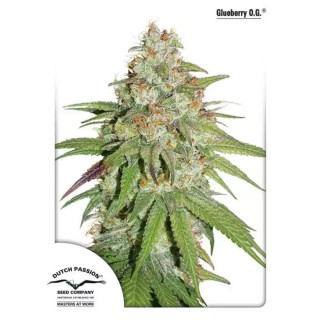 Glueberry OG | Feminized Marijuana Seeds