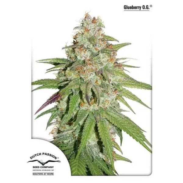 Glueberry OG | Sementes de maconha feminizadas