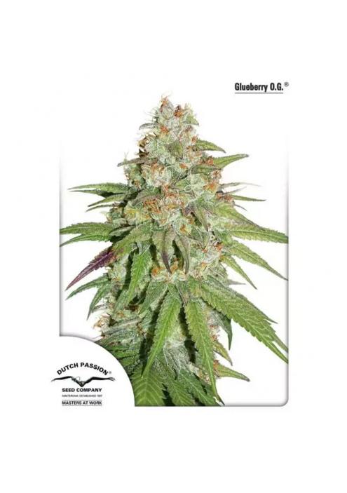 GLUEBERRY OG