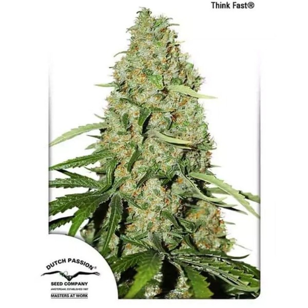 Think FastT® | Sementes de maconha Feminizadas