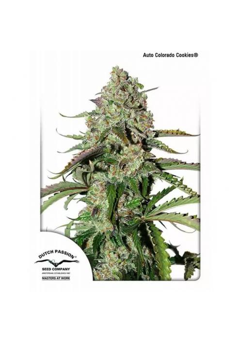 AUTO COLORADO COOKIES