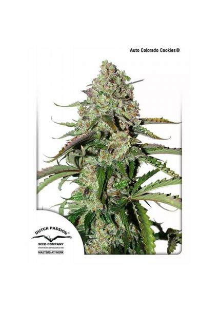 AUTO COLORADO COOKIES