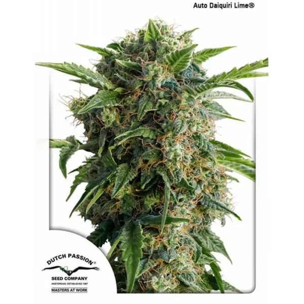 Auto Daiquiri Lime | Autoflowering Marijuana Seeds