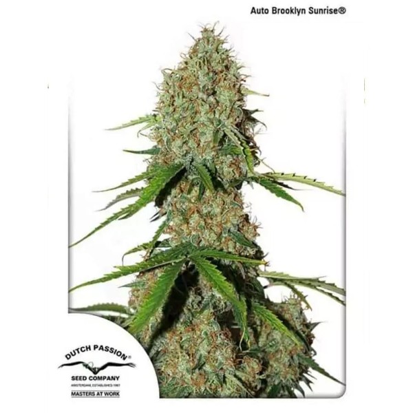 Compra AutoBrooklyn Sunrise Dutch Passion  | AutoBrooklyn Sunrise barata