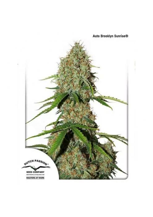 AUTO BROOKLYN SUNRISE®