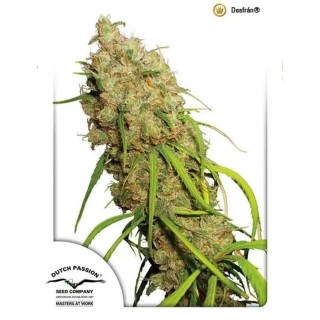 Desfrán ® | Sementes de maconha Feminizadas