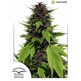 Frisian Duck ® | Sementes de maconha Feminizadas