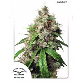 Auto Euforia de Dutch Passion | Alto rendimiento, potente y premiada