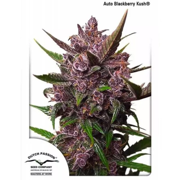 Auto Blackberry Kush® | Autoflowering Marijuana Seeds