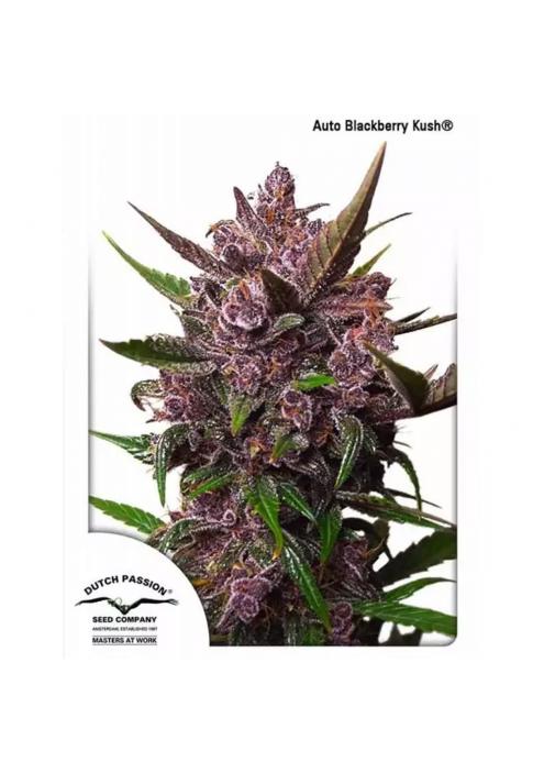 AUTO BLACKBERRY KUSH®