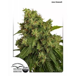 AutoXtreme | Semillas de marihuana Autoflorecientes