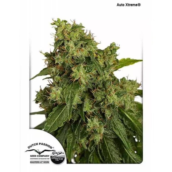 AutoXtreme | Sementes de maconha Autoflorescentes