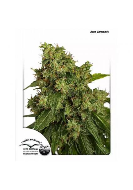 AUTO XTREME