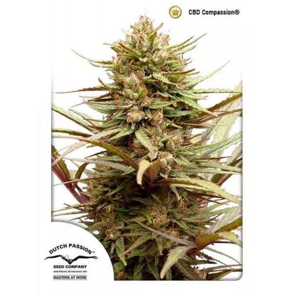 Compassion | Feminized CBD  Marijuana Seeds