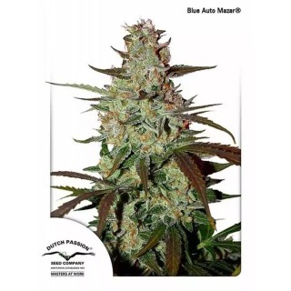 Blue AutoMazar | Semillas de marihuana Autoflorecientes