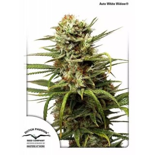 AutoWhite Widow | Autoflowering Marijuana Seeds