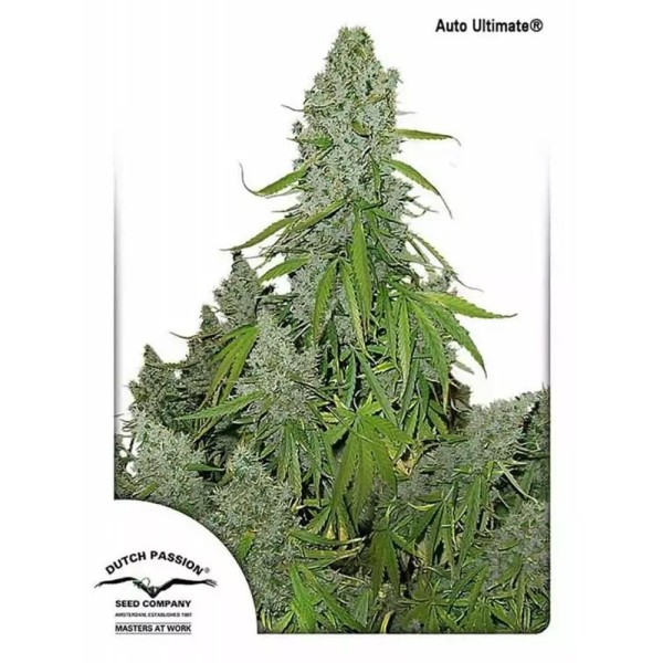 AutoUltimate | Sementes de maconha Autoflorescentes