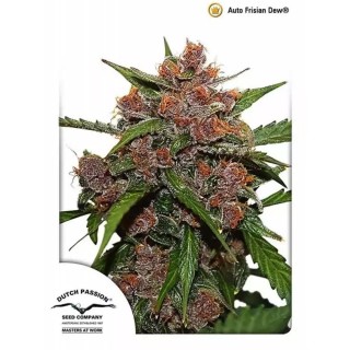 AutoFrisian Dew | Autoflowering Marijuana Seeds
