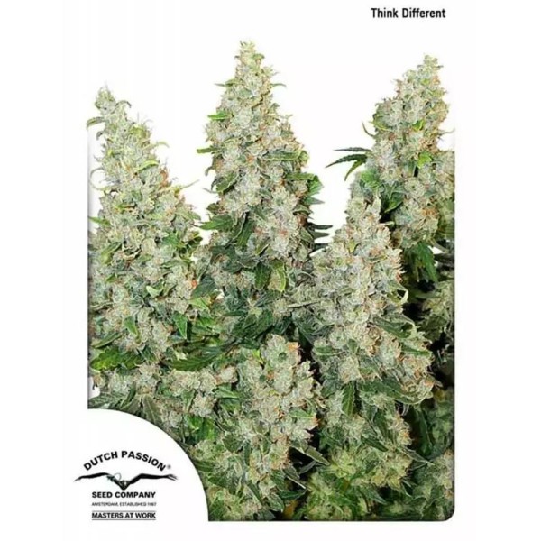 Think Different | Autoflowering Marijuana Seeds