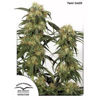 Comprar Pamir Gold de Dutch Passion | Semillas Pamir Gold baratas