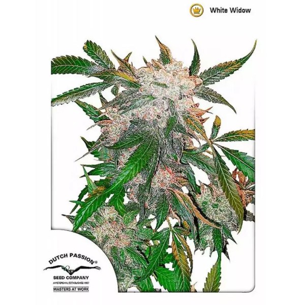 Compra White Widow da Dutch Passion | Sementes Feminizadas
