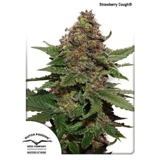 Strawberry Cough | Feminized Marijuana Seeds
