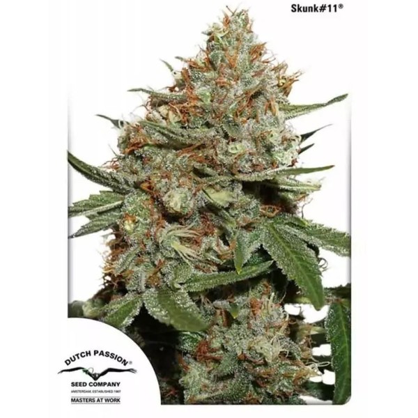 Skunk 11 | Sementes de maconha Feminizadas
