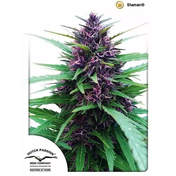 Shaman | Sementes de maconha Feminizadas
