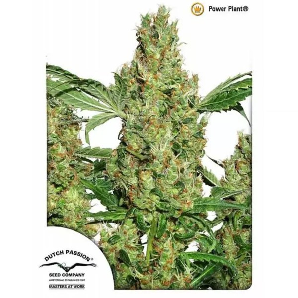 Power Plant Marijuana | Sementes de Dutch Passion Feminizadas