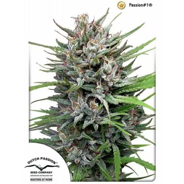 Passion 1 de Dutch Passion | Semillas Passion 1 baratas Feminizadas