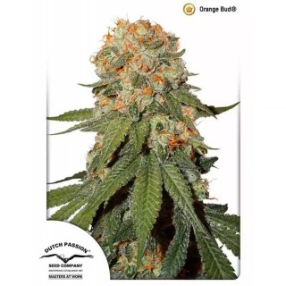 Orange Bud Feminizada da Dutch Passion | Sementes Orange Bud baratas