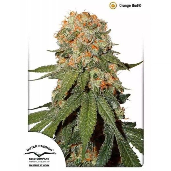 Orange Bud Feminizada da Dutch Passion | Sementes Orange Bud baratas