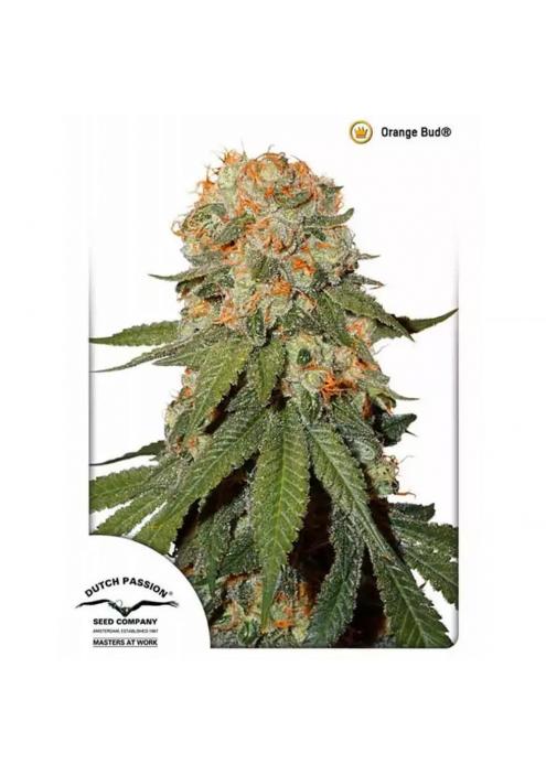 ORANGE BUD