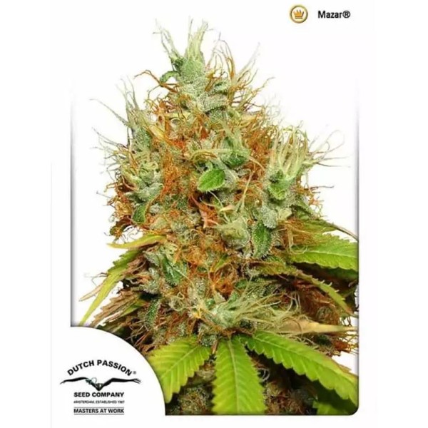 Mazar Feminizadas | Sementes Feminizadas da Dutch Passion