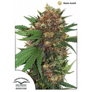 Master Kush de Dutch Passion | Semillas feminizadas baratas