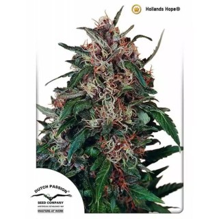 Euforia Semillas de marihuana | Semillas Feminizadas de Dutch Passion