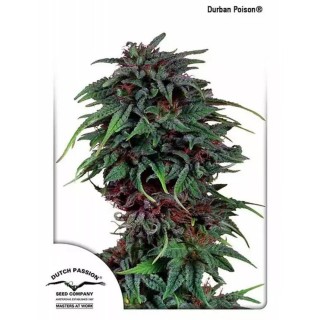 Durban Poison marijuana | Sementes Feminizadas da Dutch Passion