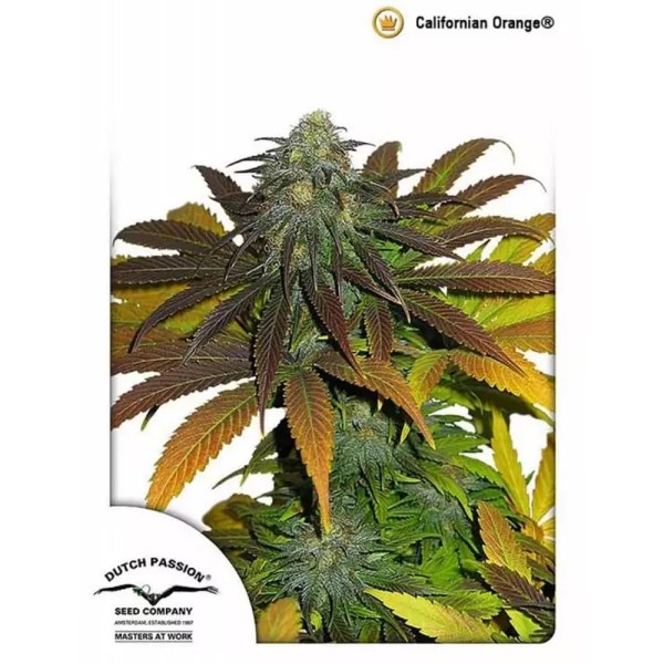 California Orange barata | Semillas de marihuana Feminizadas