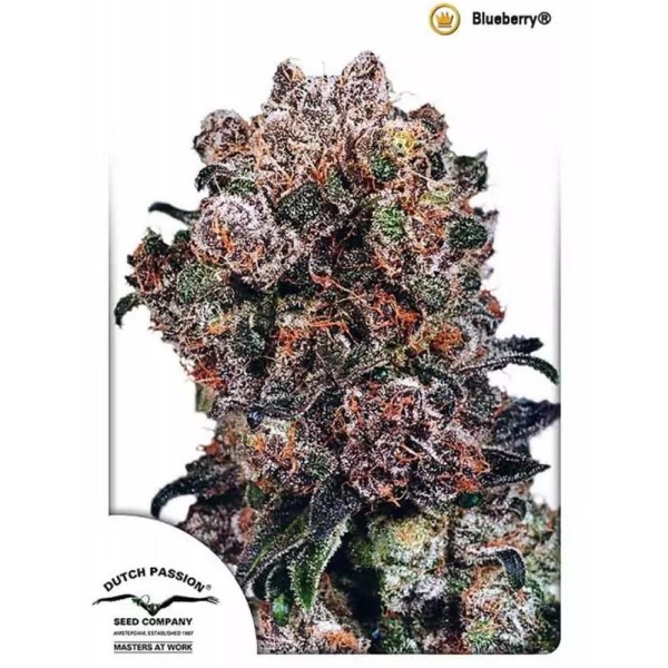 Comprar Blueberry de Dutch Passion| Semillas Blueberry Baratas