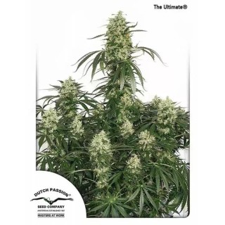 The Ultimate | Sementes de maconha Feminizadas