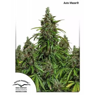 Auto Mazar® | Autoflowering Marijuana Seeds