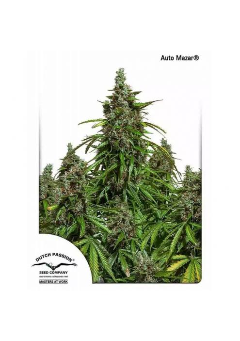 AUTO MAZAR