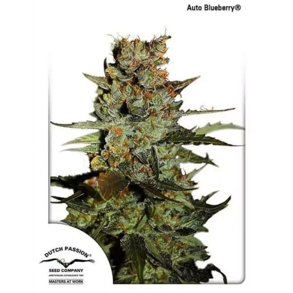 Compra Auto BlueBerry da Dutch Passion | Sementes Autoflorescentes