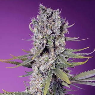 Papaya Zoap F1 Fast Version