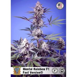 Mental Rainbow F1 Fast Version | Floración ultrarápida Sweet Seeds