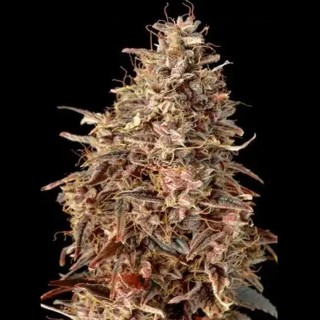Auto Mimosa Punch