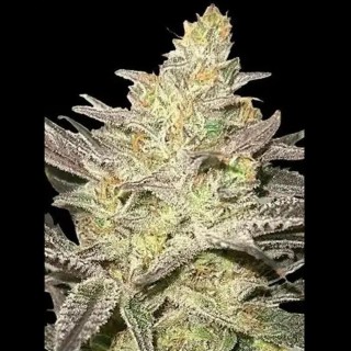 Rainbow Sherbet N11