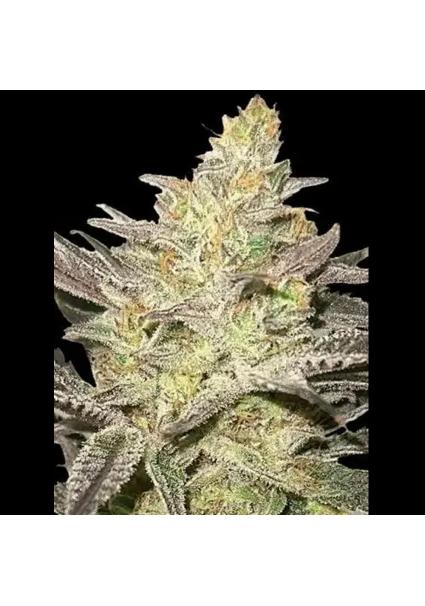 RAINBOW SHERBERT N11