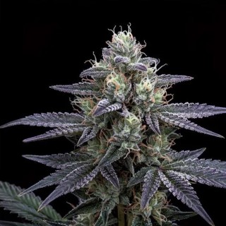 Auto Tropicana Cherry